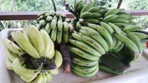 A few bananas from our property, and from friends.