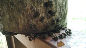 Our hive of congo bees, early one morning.